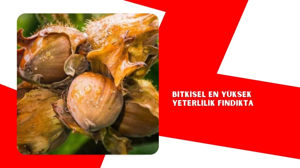 Bitkisel en yüksek yeterlilik fındıkta