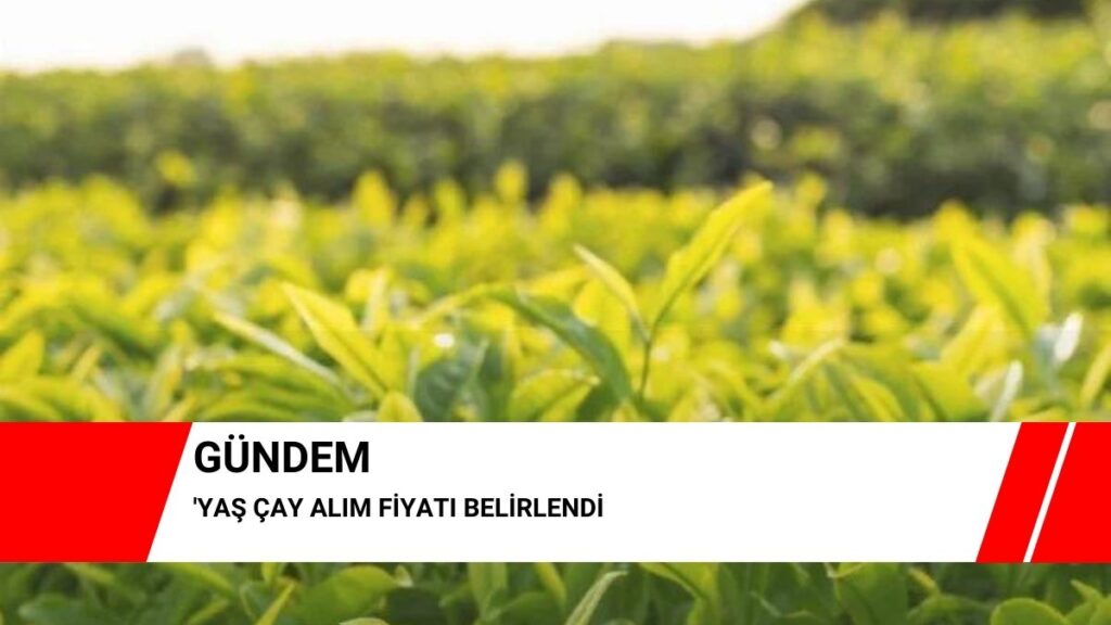 Yaş çay alım fiyatı belirlendi