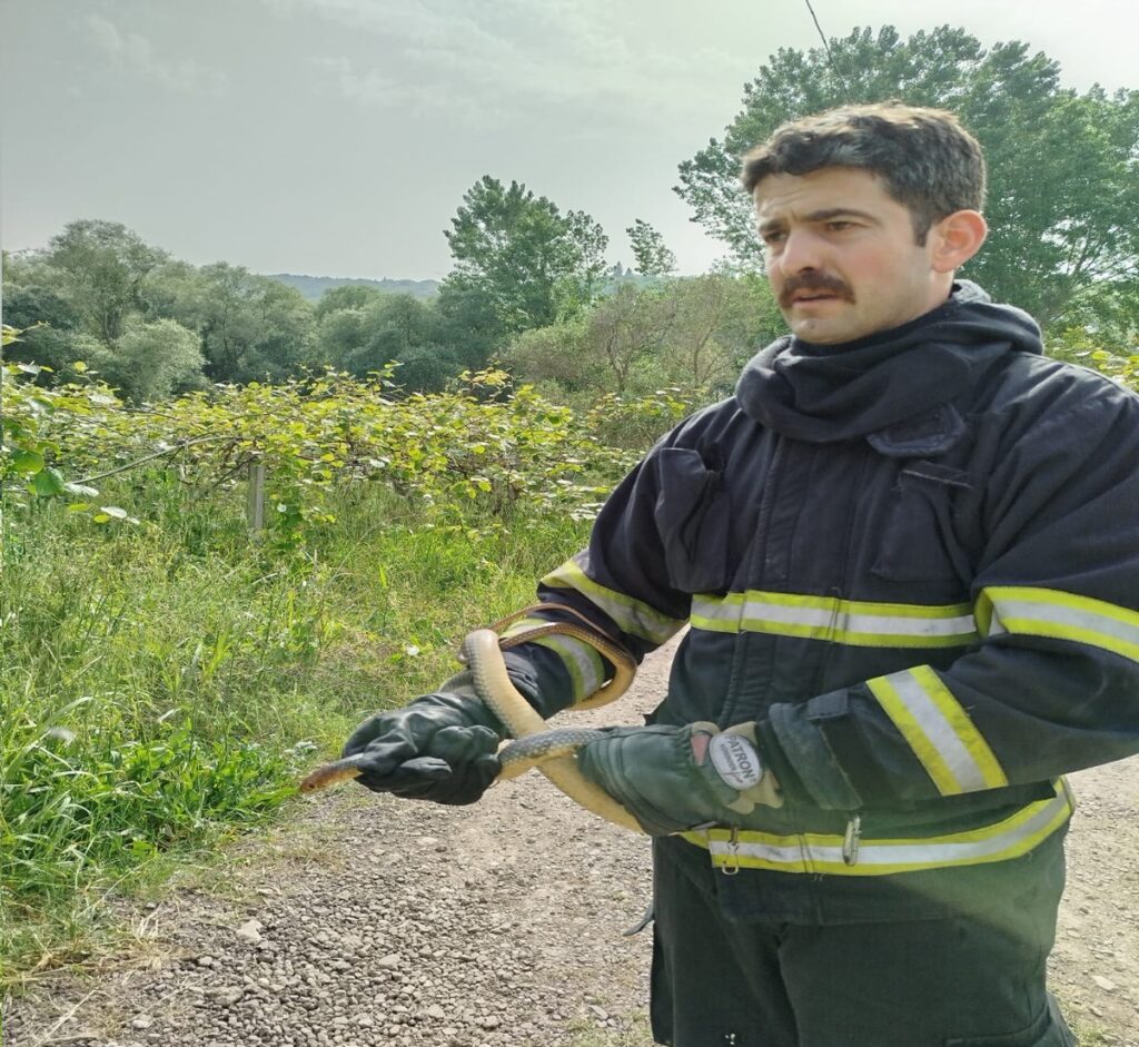 BUZDOLABI MOTORUNA SAKLANAN YILAN, İTFAİYE EKİPLERİNCE ÇIKARTILDI