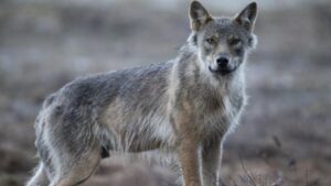 İsveç kurtlarla ilgili av kararı aldı! – Birlik Haber Ajansı
