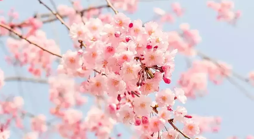 Son cemre ne zaman düşecek? 2025 cemre tarihleri – Birlik Haber Ajansı