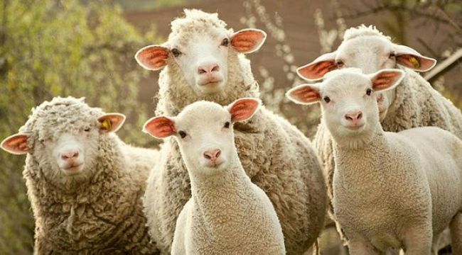 İkinci dönem hayvancılık destekleme başvuruları başlıyor – Birlik Haber Ajansı