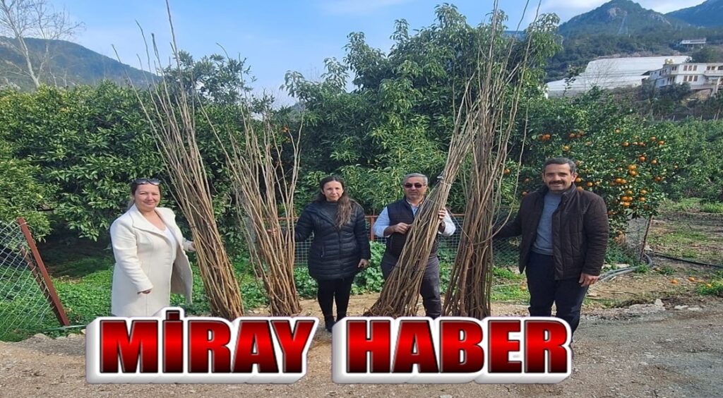 Alanya da Dut AğacıFidan Dağıtımı Yapıldı