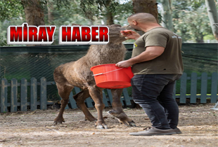 Yaralı olarak fabrikaya sığınan Geyik için barınak yapıldı