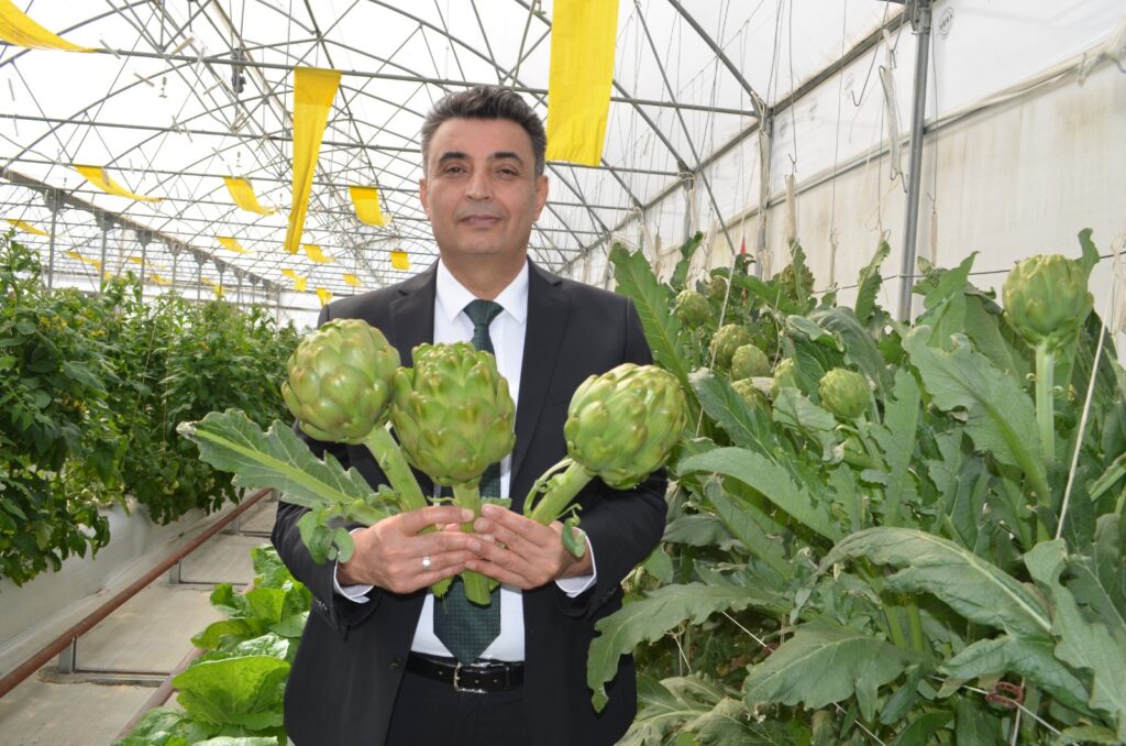 Kocaeli’de, Türkiye tarım tarihinde enginar ilk kez topraksız tarımla yetişti – Birlik Haber Ajansı