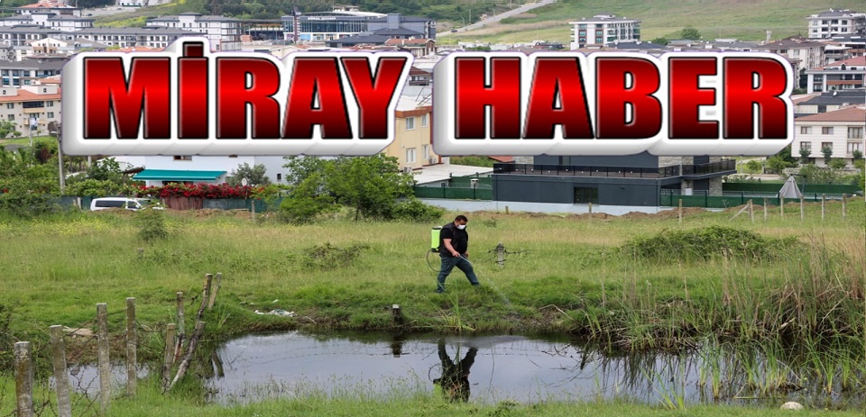 Yalova Belediyesi ekipleri, dere kenarları ve ilaçlama çalışması