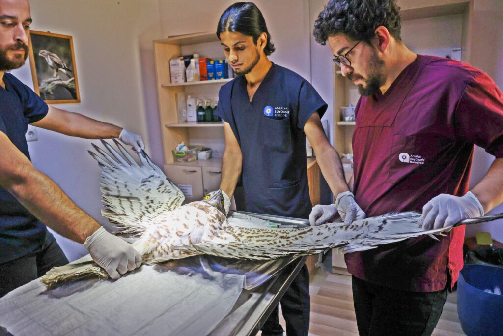 Antalya Gelen Yaralı Yılan Kartalı Tedavi Altına Alındı Sağlığına Kavuşarak Doğa Salındı