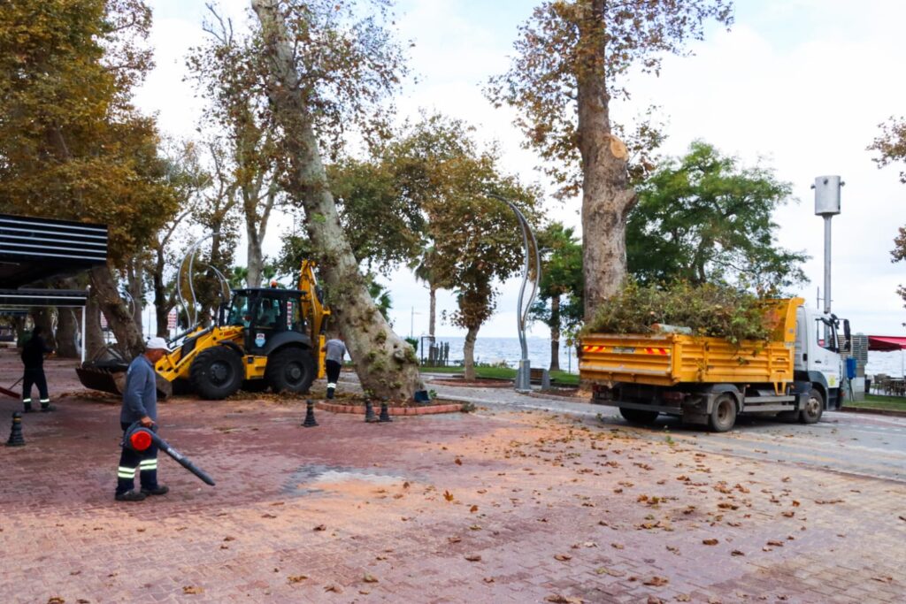 YALOVA DA  TARİHİ AĞAÇLARIN SAĞLIKLI GELİŞİMLERİ DESTEKLENECEK