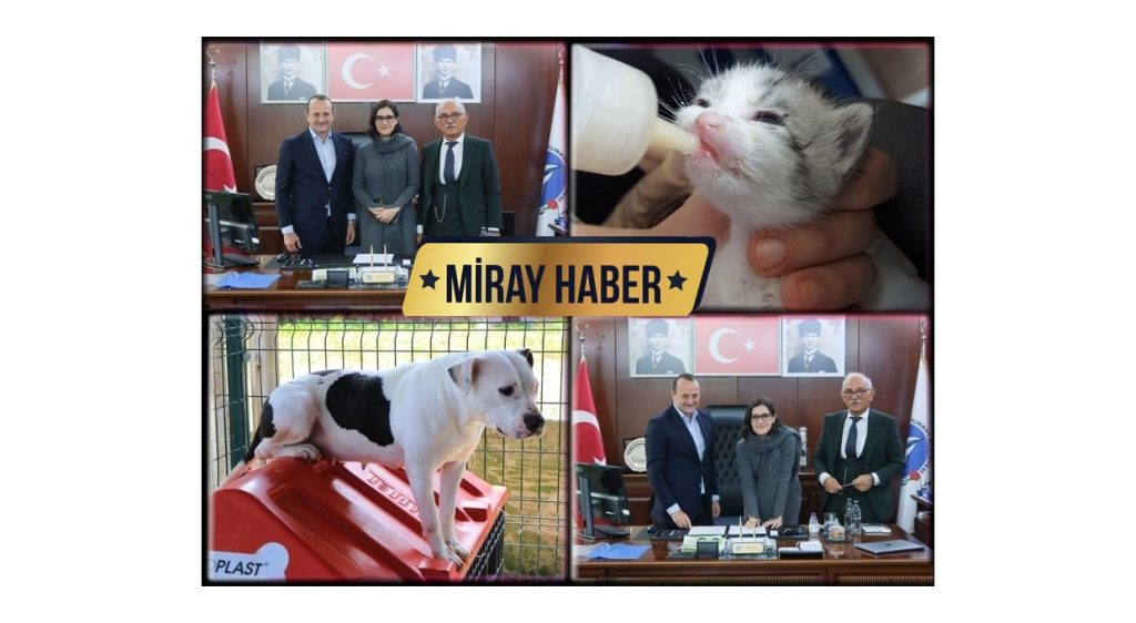 Çiftlikköy de Sokak Hayvanlarına Mama, Barınma Ve Bakım Desteği Sağlanacak.