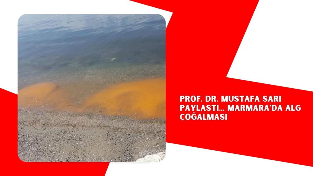 Prof. Dr. Mustafa Sarı paylaştı… Marmara’da alg çoğalması