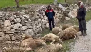 Denizli’de kurtların saldırısı köylüyü perişan etti! 600 bin TL’lik zarar! – Birlik Haber Ajansı