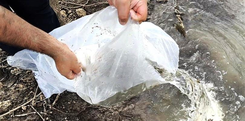 Yalova’daki Üç Göletlere Yavru Sazan Balığı Bırakıldı.