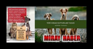 Sokak hayvanları kışın hatırlanacak Canlılar değil, yaşamın bir parçasıdır