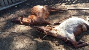 Isparta’da kurt saldırıları üreticiyi bezdirdi – Birlik Haber Ajansı