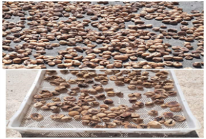 Çiftçinin İnciri daha güzel kuruyacak, kalitesi artacak, ihracat olacak.