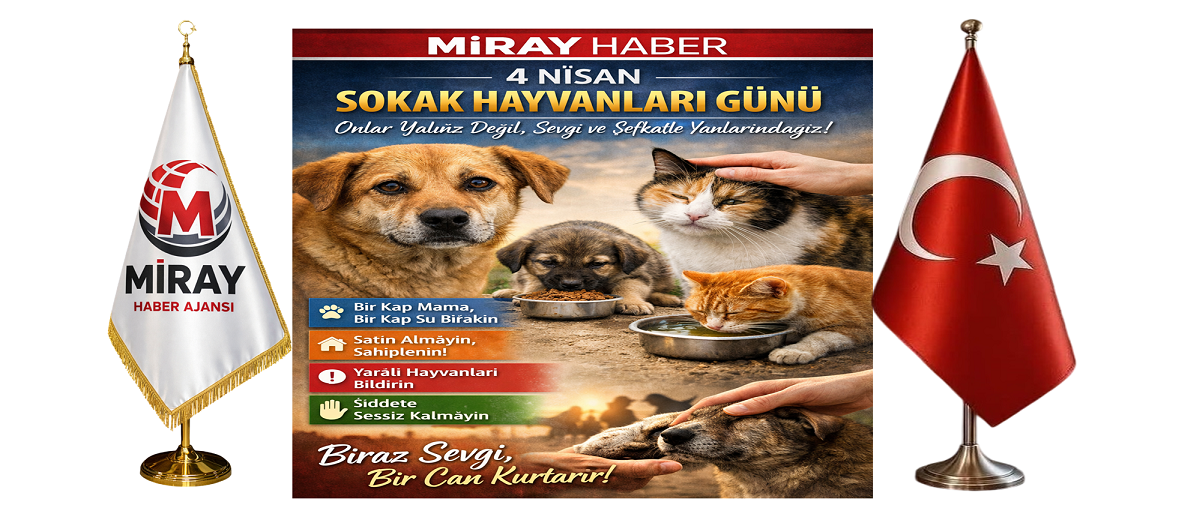 Sokak Hayvanları Yalnız Değil: Vicdan, Sorumluluk ve Sevgi Günü Sokak Hayvanları Yalnız Değil: Vicdan, Sorumluluk ve Sevgi Günü