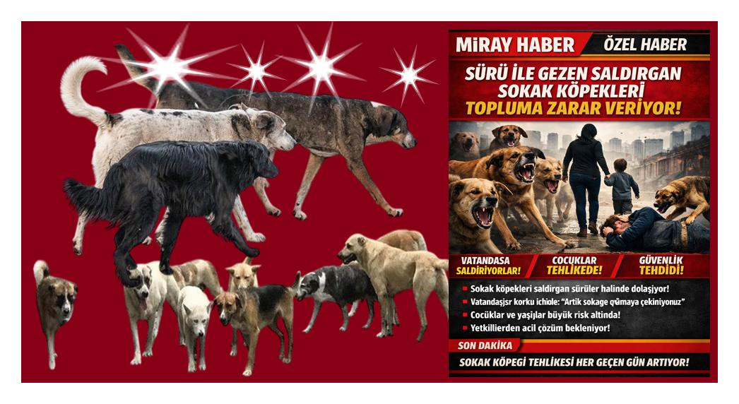 SOKAK KÖPEKLERİ SEVGİ İLE YAŞAR TOPLUMA ZARAR VERMEDİKÇE