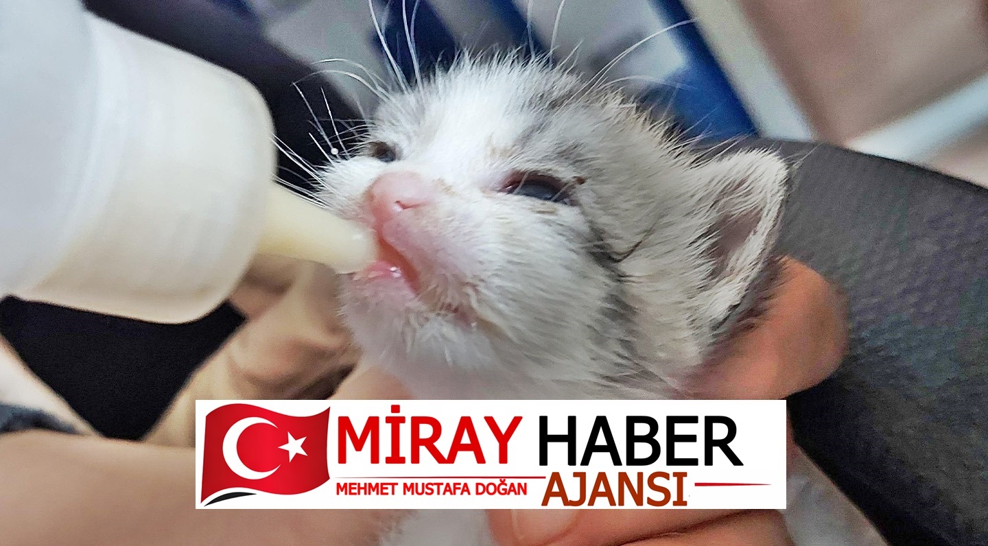 Can dostların hayatlarını kolaylaştırmak amacıyla Çalışmalar Can dostların hayatlarını kolaylaştırmak amacıyla Çalışmalar