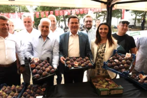 Bursa’nın siyah inciri Osmangazi’de yaşandı