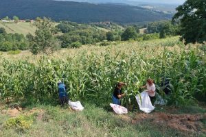 Kocaeli’de atıl arazileri tarıma kazandırıyor