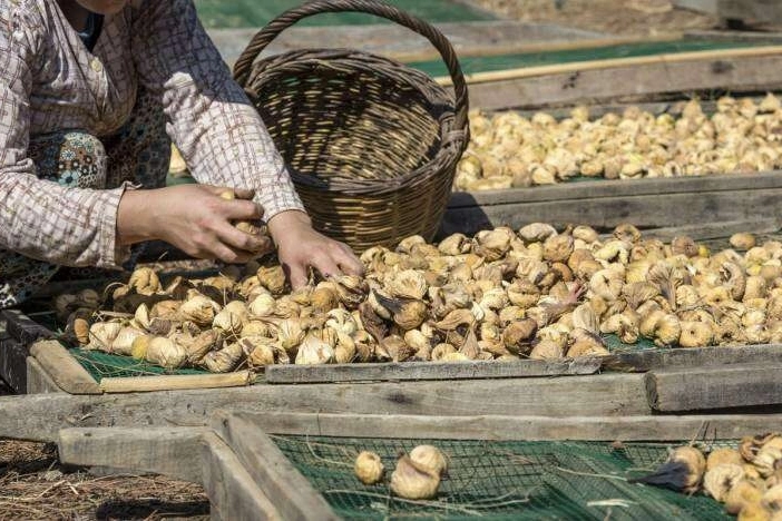 Kuru incir uzak pazarlara yelken açtı… İlk gemi 25 Eylül’de